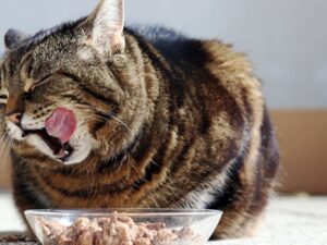 The Ultimate Guide to C&C Pet Food: Quality Nutrition for Your Furry Friends