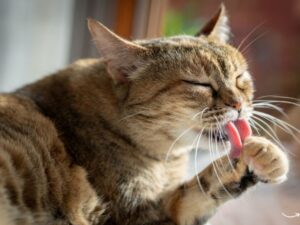 The Ultimate Guide to Pet Friendly Hotels: Traveling With Your Furry Friends