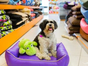 How to Start and Thrive in a Small Pet Business
