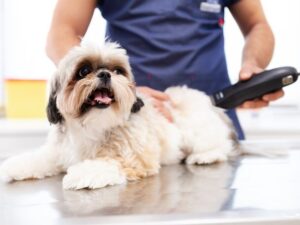 Pretty Paws Pet Grooming: Transforming Your Pet’s Look