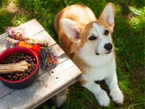 Riverside Animal Shelter: A Guide to Adopting Your New Best Friend
