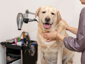The Ultimate Guide to Pet Sitting: A Pawsome Solution for Busy Pet Owners