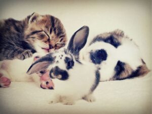 Best Friends Animal Hospital: Your Pet’s Trusted Healthcare Partner