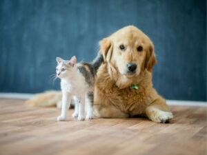 Your Pet’s Best Friend: Animal Medical Clinic