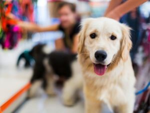 Animal Rescue: A Beacon of Hope for Vulnerable Creatures