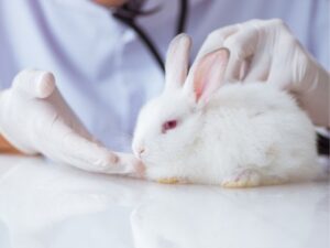 The Crucial Bridge in Veterinary Health: Understanding Animal Intermediate Care