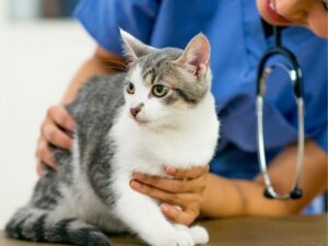 Montgomery County Animal Shelter: A Comprehensive Guide to Adoption and Support