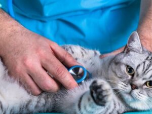 Companion Animal Hospital: Your Pet’s Best Friend