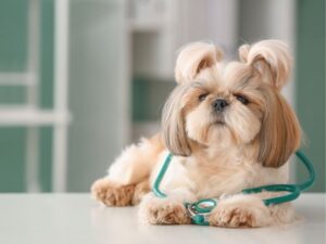 Orange County Animal Shelter: A Safe Haven for Pets in Need