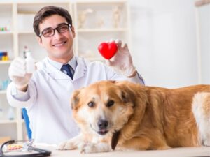Comprehensive Guide to VCA Animal Hospital: Caring for Your Pet’s Health