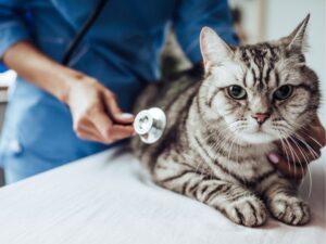 Beyond Basic: Unlocking the Secrets of Quality Pet Care Every Pet Owner Should Know