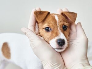 Island Pet Urgent Care: Ensuring Your Furry Friend’s Health in Critical Moments
