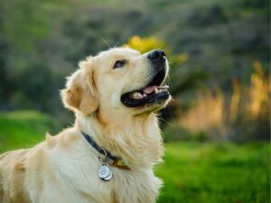 Discovering the Heart of Compassion: The Role of an Animal Shelter