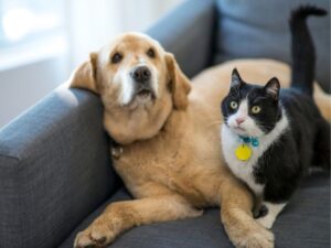 Why Hiring a Pet Sitter is the Best Choice for Your Furry Friend