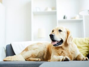 The Importance of Stretching Exercises for Dogs