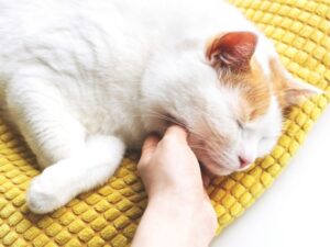 The Art and Importance of Pet Grooming: A Comprehensive Guide