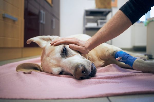 pet health checkup checklist