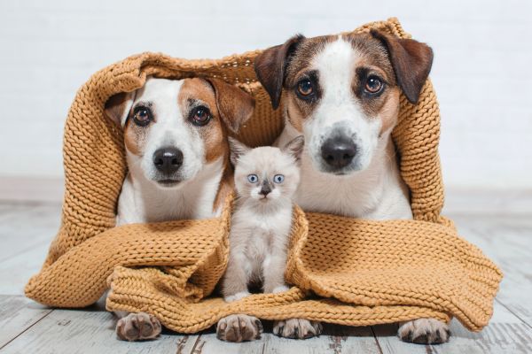 Hypoallergenic pet food options