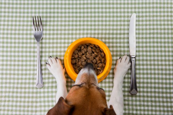 Toxic foods for dogs