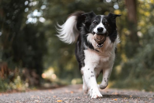 energetic dog breeds