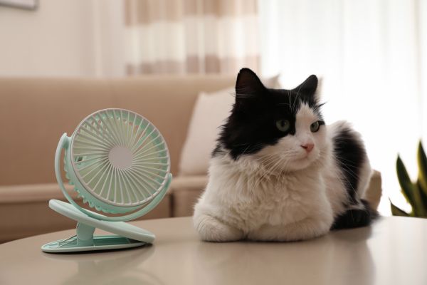 cat breeds for hot climates