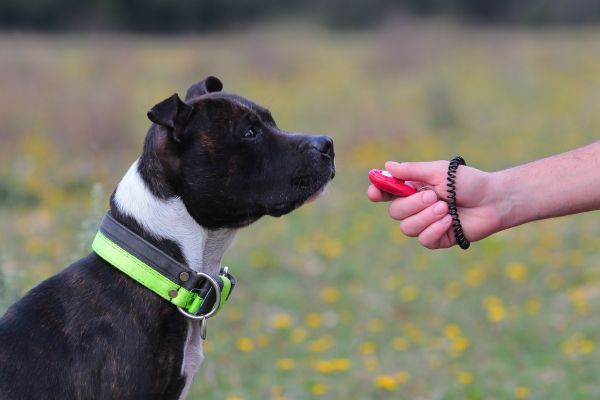 house training older dogs