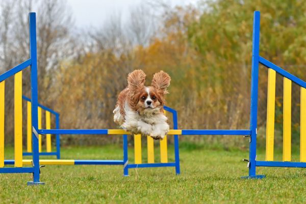 train your dog not to jump