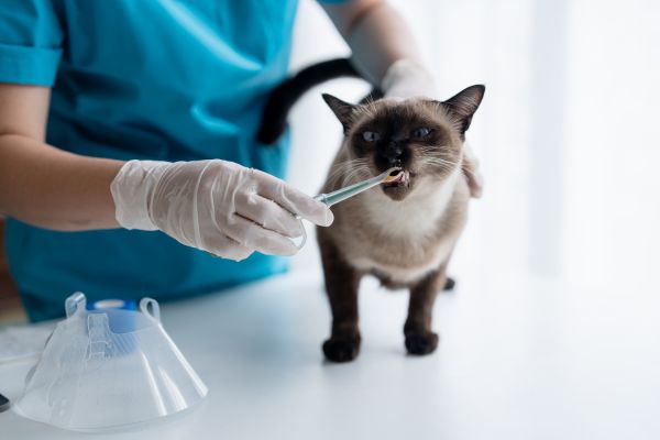 tips for first vet visit