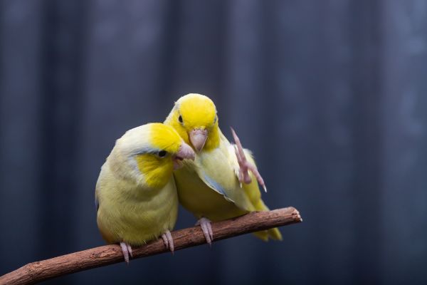 exotic pet health care guide