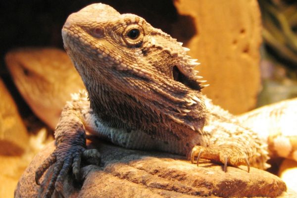 reptile heating and lighting tips