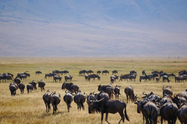 Rare wild animals