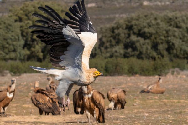 Wildlife habitat loss