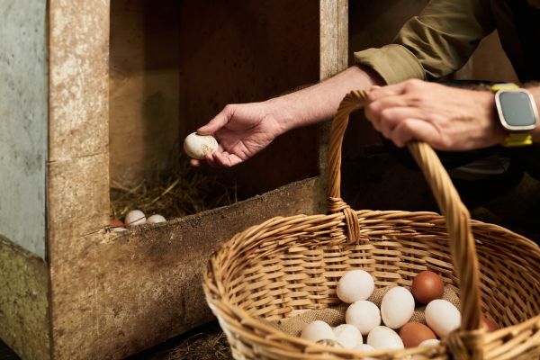chicken egg production increase