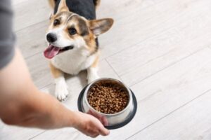 Creative Pet Food Drive Ideas to Help Animals