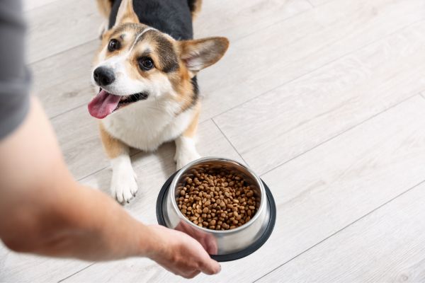 pet food drive ideas
