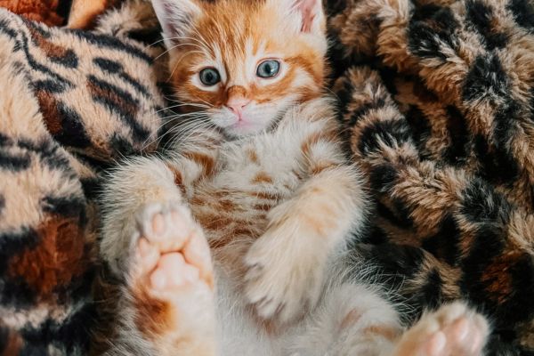 pet fostering opportunities