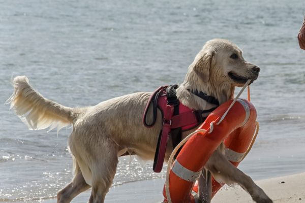 Animal rescue stories