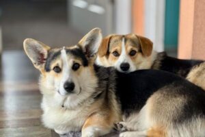 Animal Rights Activists: Voices for Change