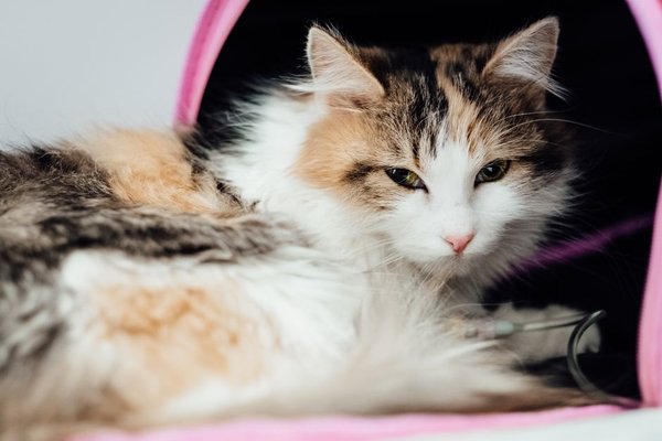 common cat illnesses and their symptoms