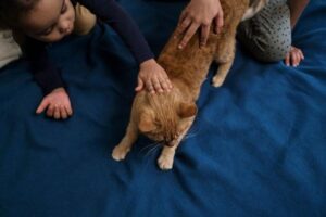 Best Cat Breeds for Families with Kids