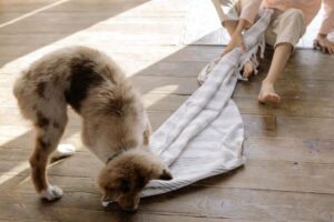 20 Dog Enrichment Activities You Can Do at Home