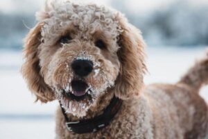 Doodle Coat Grooming Tips to Prevent Matting