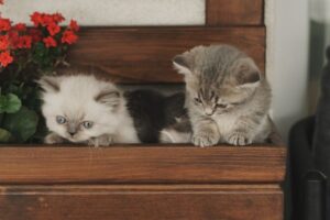 Kitten-Proofing Your Home: The Complete Checklist