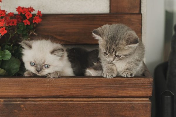 kitten proofing your home checklist