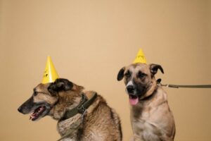Is Pet Insurance for Dogs Worth It in 2026?