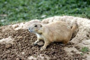 Why Does My Dog Dig Holes? Causes and Solutions