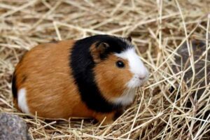 Guinea Pig Hay Types Compared: Timothy vs Orchard vs More