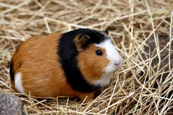 guinea pig hay types compared