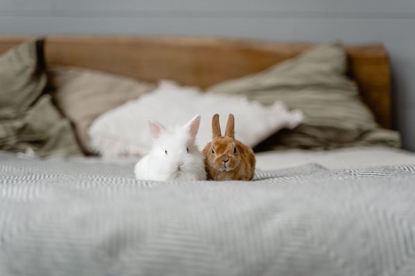 signs of gi stasis in rabbits