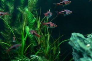 Aquarium Ammonia Levels: Safe Range, Causes, and Fixes